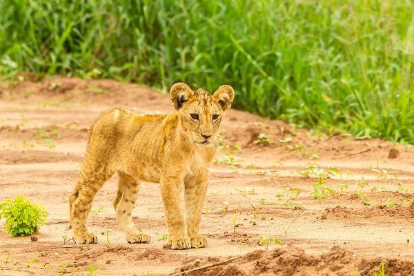 Africa-Tanzania-Tarangire National Park Lion cub close-up